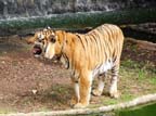 c-theravada-tigri (62)