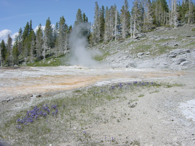 Yellowstone (11)
