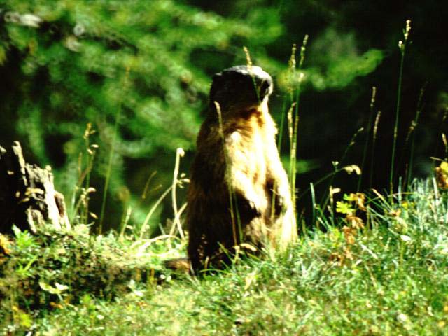 marmotta