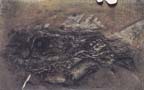 ombre fossili b-1991