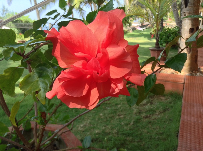 kerala (297)