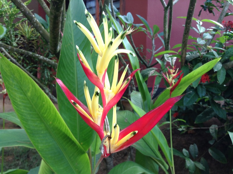 kerala (305)