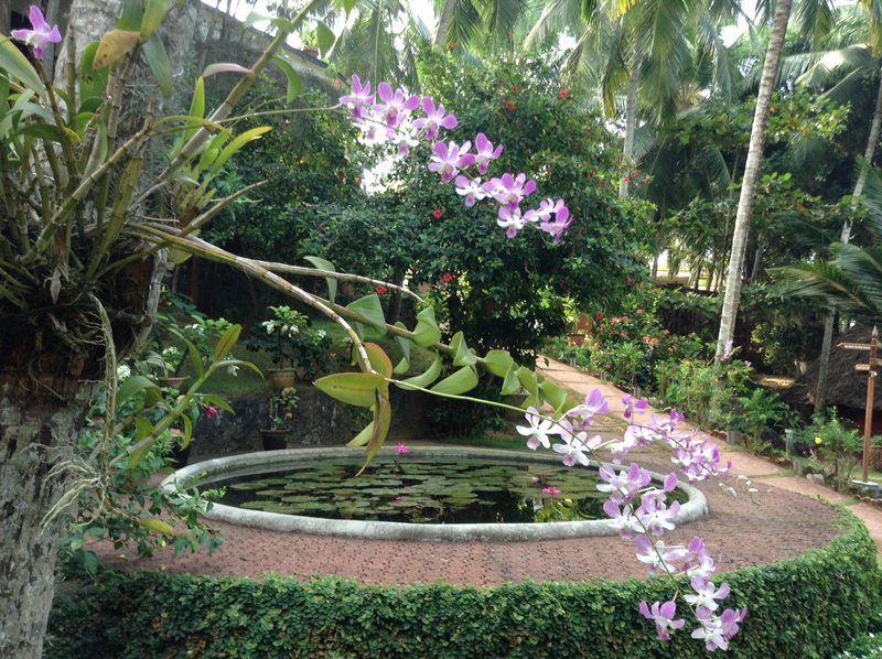 kerala (310)