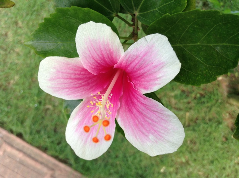 kerala (316)