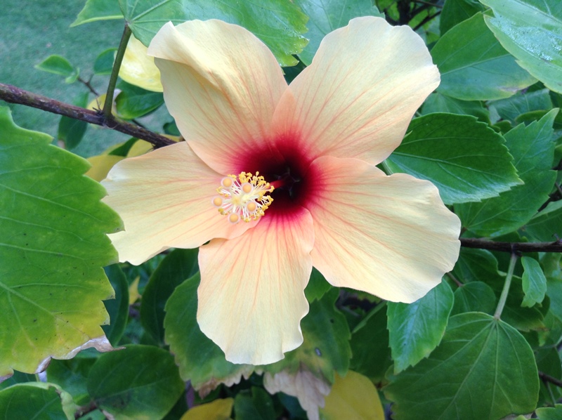kerala (321)