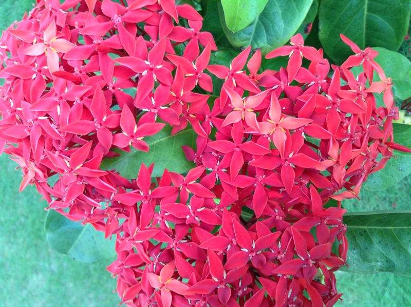 kerala (337)