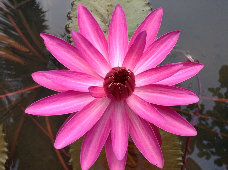 kerala (363)