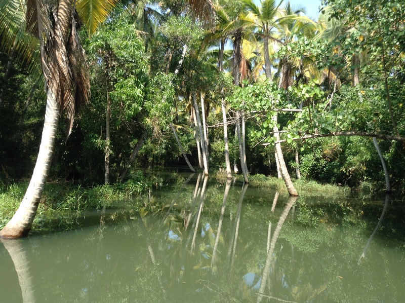 kerala (395)
