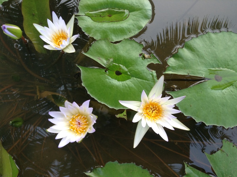 kerala (453)