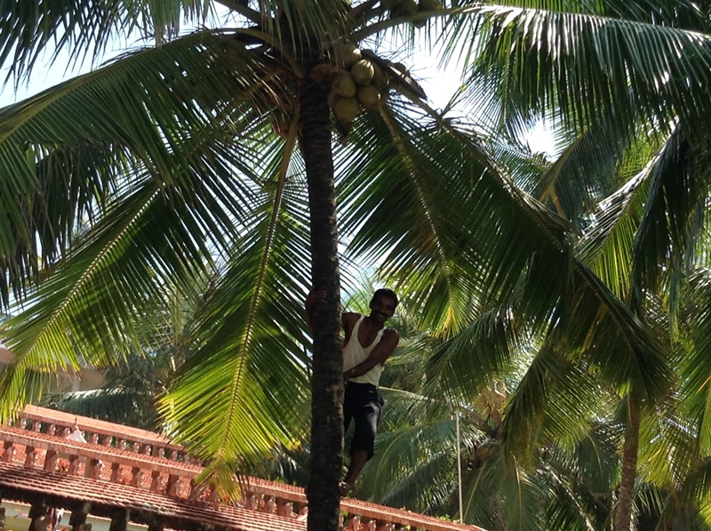 kerala (468)