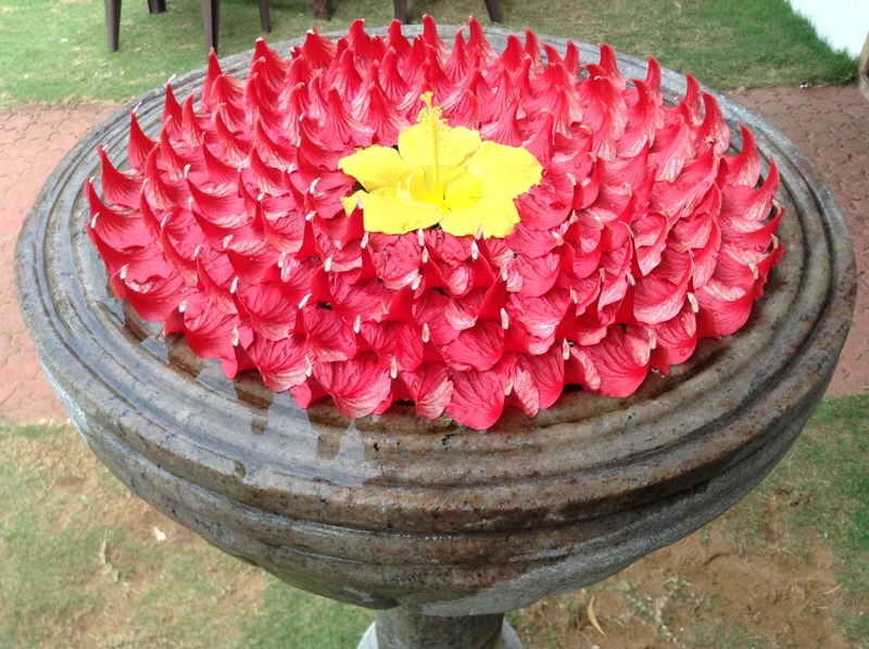 kerala (482)