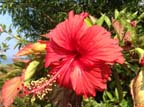 kerala (301)