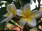 kerala (303)