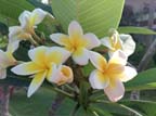 kerala (336)