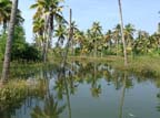 kerala (392)