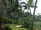 kerala (501)