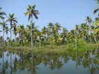 kerala (85)