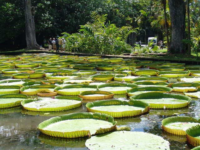 mauritius-natura (15)