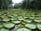 mauritius-natura (13)