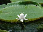 mauritius-natura (14)