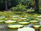 mauritius-natura (15)
