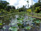 mauritius-natura (16)