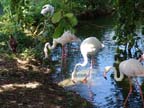 mauritius-natura (2)