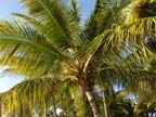 mauritius-spiaggia (8)