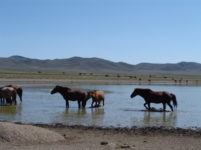 b-gobi-centrale (4)