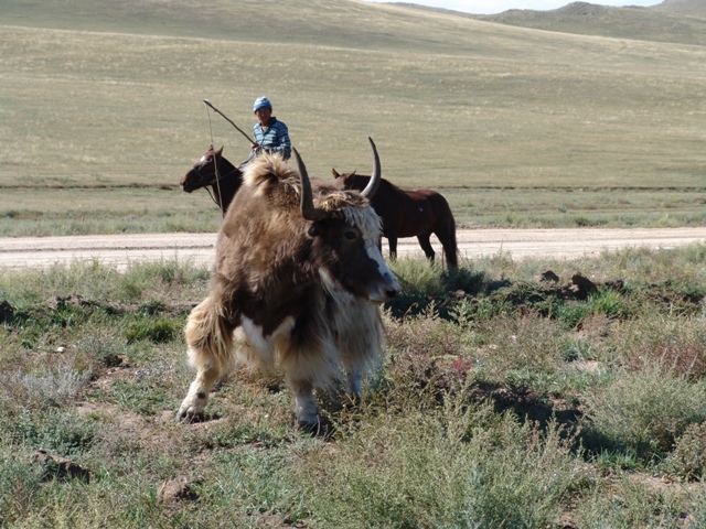 g-valle-di-orkhon (81)