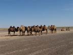 b-gobi-centrale (101)