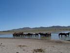 b-gobi-centrale (3)