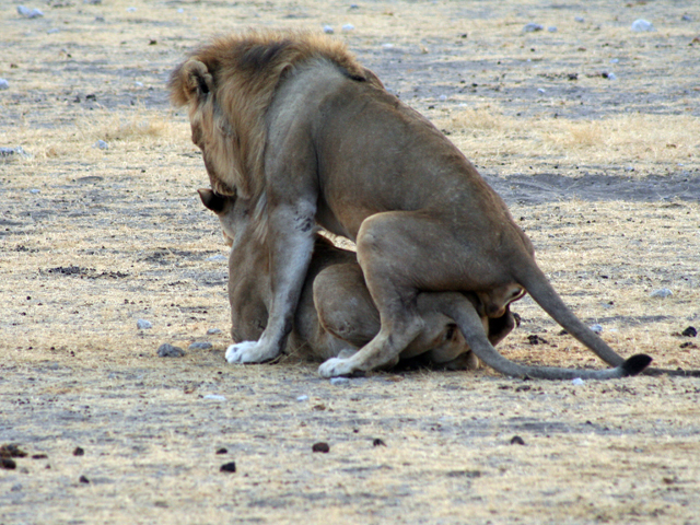 leoni in amore (2)