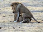 leoni in amore (12)