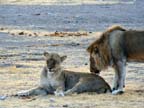 leoni in amore