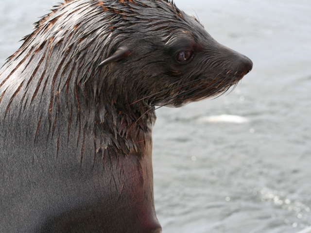 walvis bay (44)
