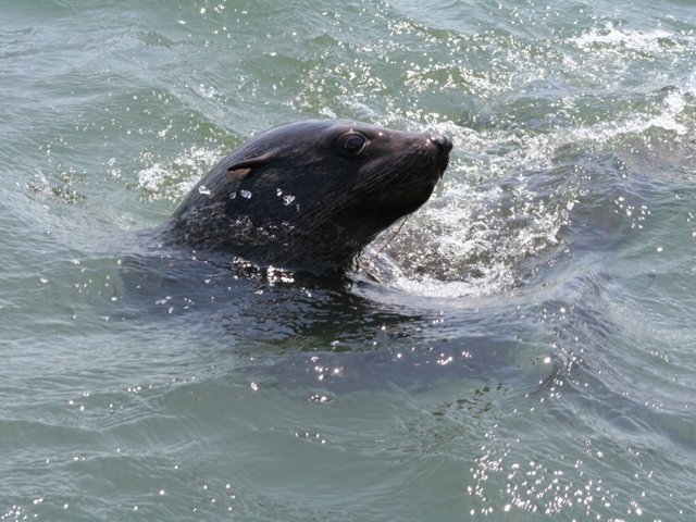 walvis bay (80)