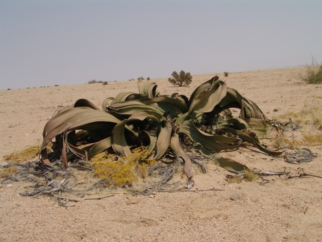 welwitschia mirabilia (2)