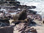 cape cross (15)