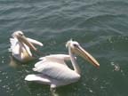 walvis bay (66)