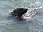 walvis bay (80)