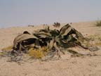 welwitschia mirabilia (2)