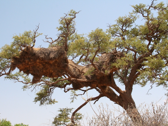 nabib desert (4)
