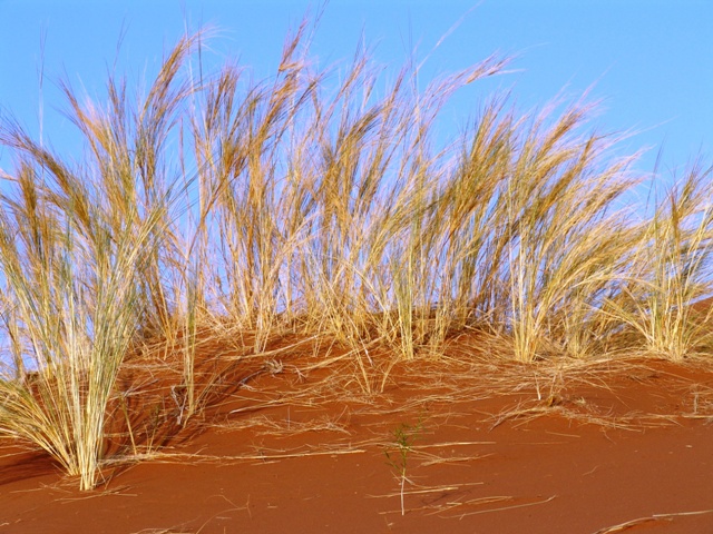 sossusvlei park (28)