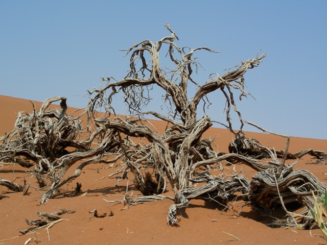 sossusvlei park (85)