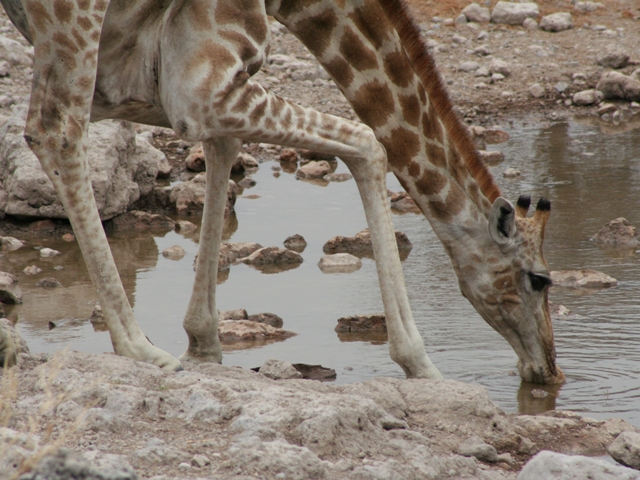 animali (114)