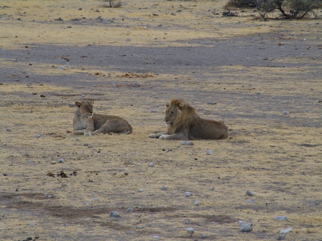 animali (6)