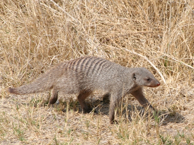 animali (82)