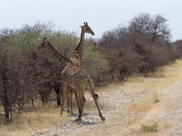 animali (89)
