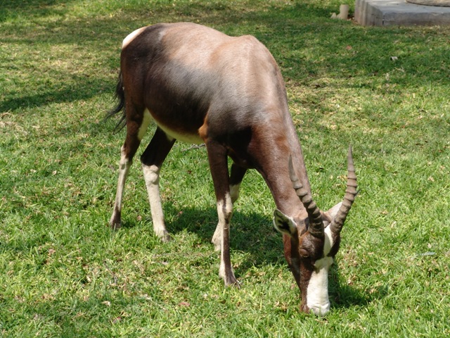 etosha (1)
